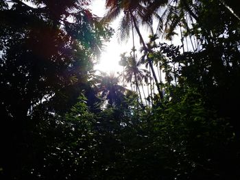 Low angle view of trees
