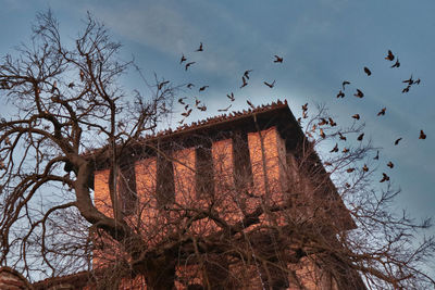 Low angle view of birds flying against the sky