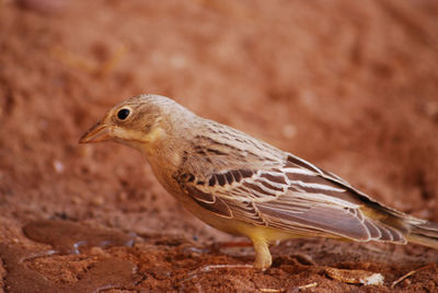 Close-up of a bird on land