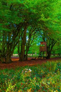 Trees in park