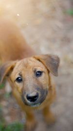 Close-up portrait of dog