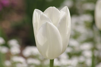 Close-up of white tulip