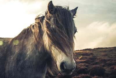 Horse standing on a field