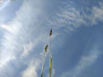Low angle view of bird perching on a plant
