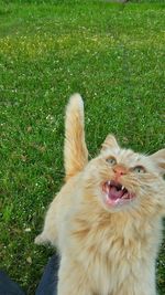 Cat relaxing on grassy field