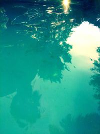 Close-up of fish swimming in sea