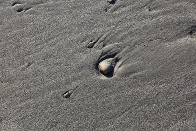 High angle view of footprints on wet sand
