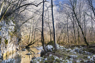 Bare trees in forest during winter