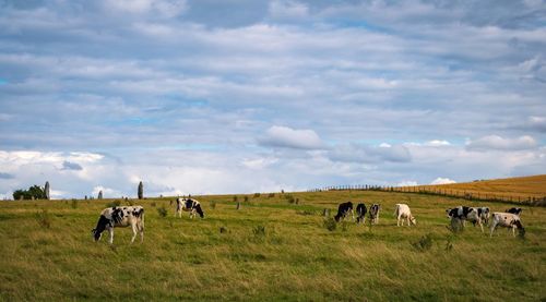 Horses in a field