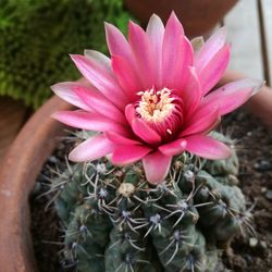 High angle view of pink flower in pot