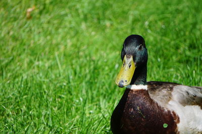 Close-up of duck in field