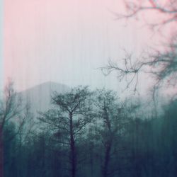 Silhouette of bare trees in foggy weather