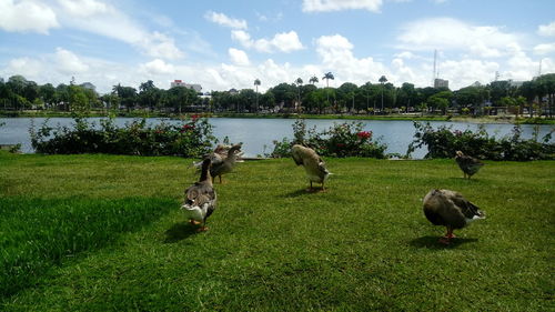 View of swan on lake against sky