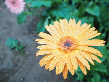 High angle view of flower