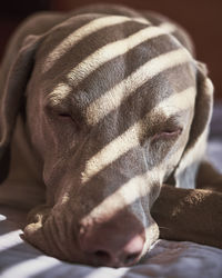 Close-up of a dog sleeping