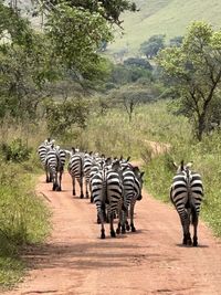 Zebras in a row, akagera park, rwanda 