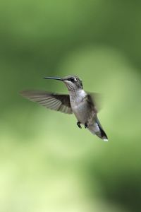 Hovering hummingbird 