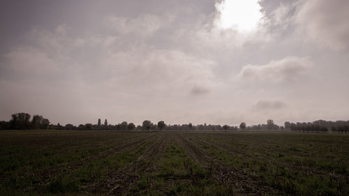 Scenic view of agricultural field against sky
