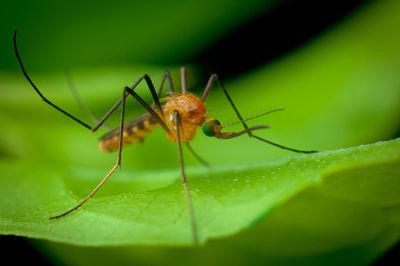 Close-up of insect on leaf