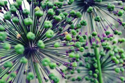 Close-up of purple flowering plant