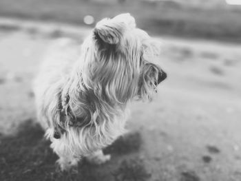 Close-up of dog outdoors