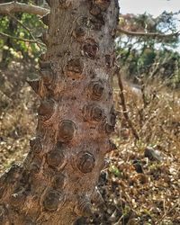 tree trunk