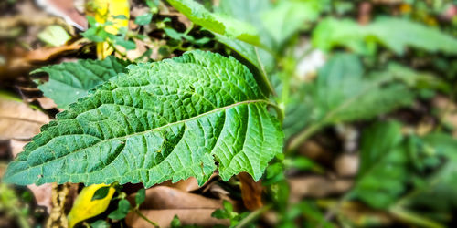 Close-up of green leaves on plant
