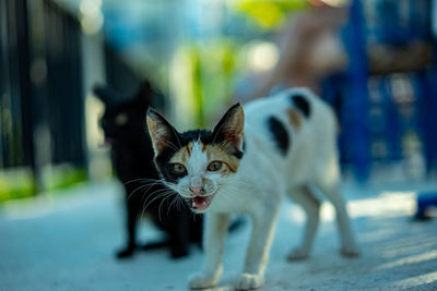 Portrait of a cat