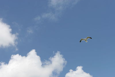 Low angle view of a bird flying