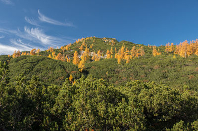 Plants growing on land against sky