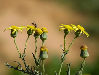 Close-up of yellow flowering plant