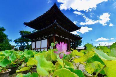 Low angle view of pink flowering plants by building against sky