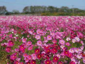 Close-up of pink flowering plants on field