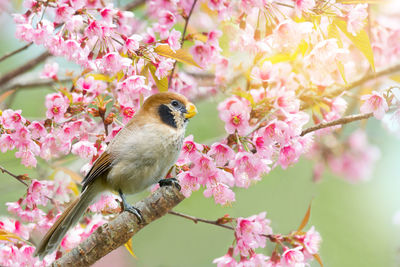 Close-up of bumblebee perching on pink flower tree