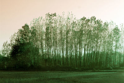 Trees growing on field against sky