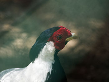 Close-up of a bird