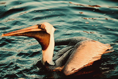 Close-up of pelican