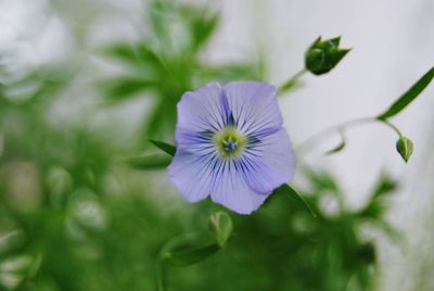 Close-up of purple flowering plant
