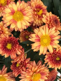 Close-up of yellow flowers blooming outdoors