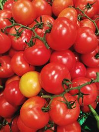 High angle view of tomatoes