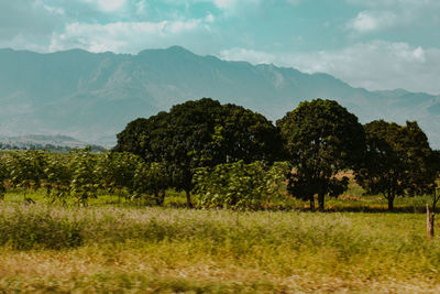 Trees on field against sky and mountains 
