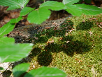 High angle view of plant growing on field