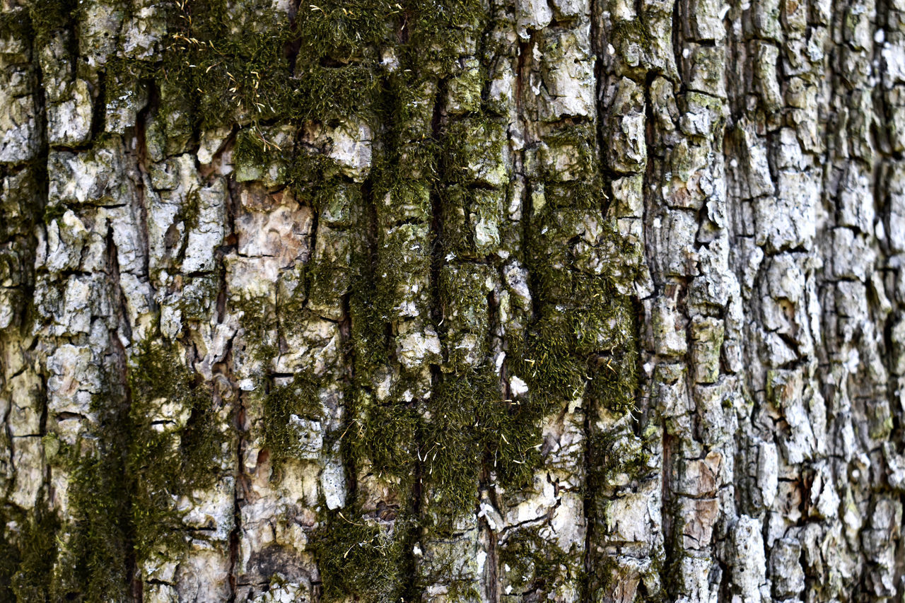 FULL FRAME SHOT OF TREE TRUNKS IN FOREST