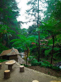 View of trees in forest