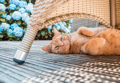 Cat sleeping in basket