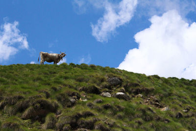 Horse on landscape against sky