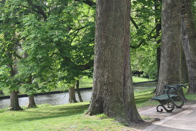 Trees in park