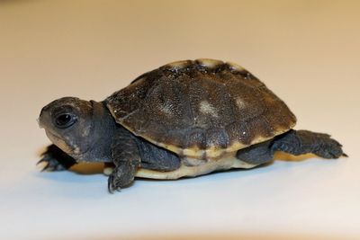 Close-up of tortoise over black background