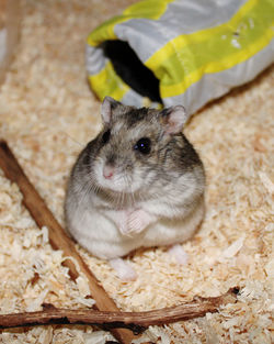Close-up portrait of cute hamster