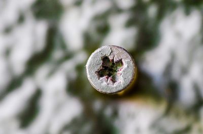 Close-up of snow on plant